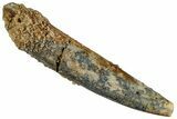 Fossil Sauropod Dinosaur (Rebbachisaurus) Tooth - Morocco #293680-1